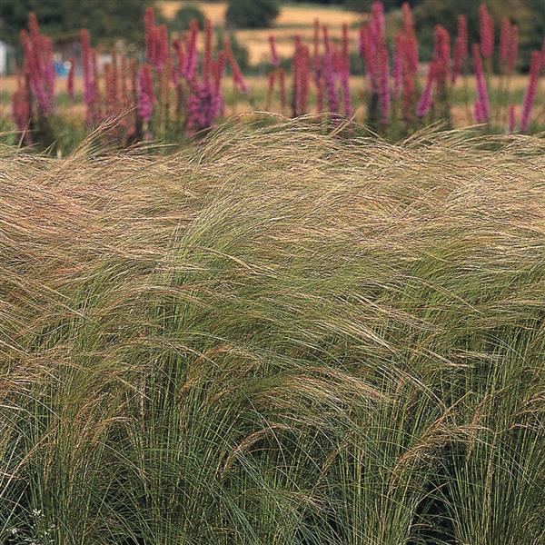 Pony Tails ColorGrass® Stipa - Landscape