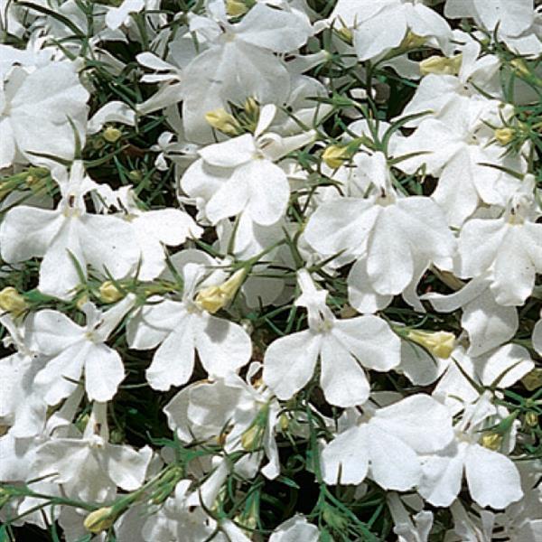 Riviera White Lobelia - Bloom