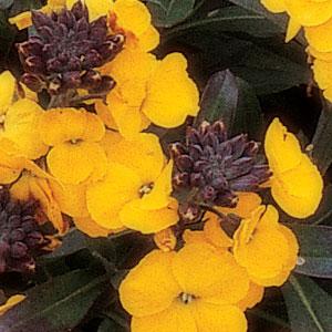 Erysimum linifolium Fragrant Sunshine - Bloom