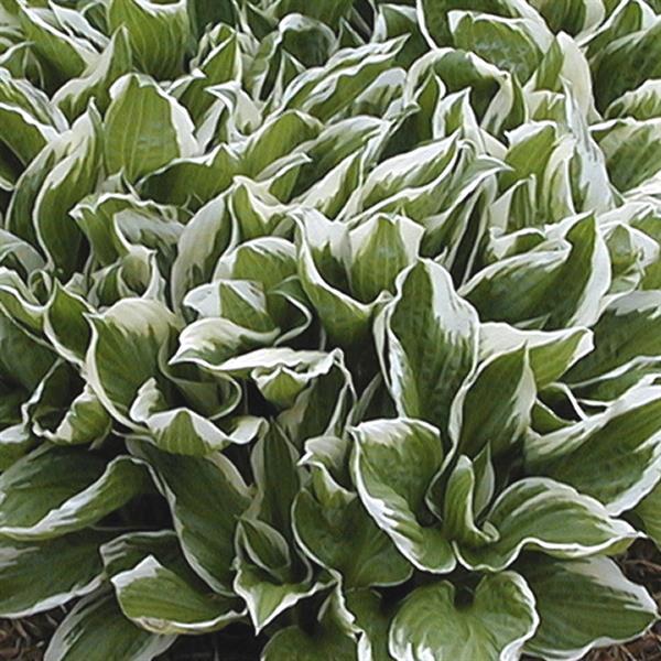 Hosta Albomarginata - Bloom