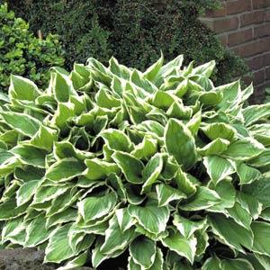 Hosta Albomarginata - Garden