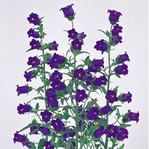 Champion Pro Deep Blue Campanula