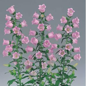 Champion Pro Light Pink Campanula