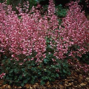 Heuchera Canyon Duet