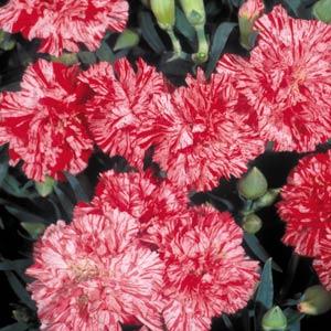 Essence Of Peppermint Carnation - Bloom