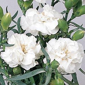 Essence Of White Carnation - Bloom