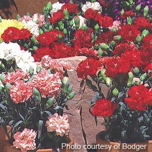 Essence Of Floral Mix Carnation - Bloom