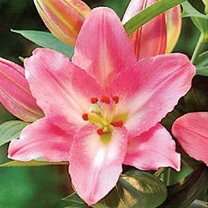 Lily Oriental Souvenir - Bloom