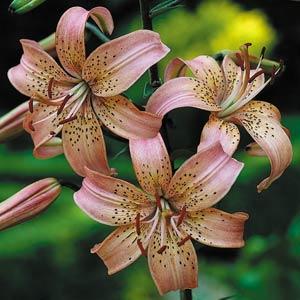 Lily Oriental Tiger Pink - Bloom