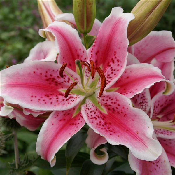 Lily Oriental Star Gazer - Bloom