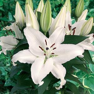 Lily Oriental Free Choice - Bloom