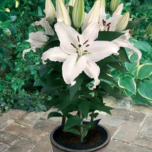 Lily Oriental Free Choice - Container