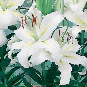 Lily Oriental Luzia - Bloom