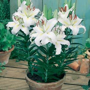 Lily Oriental Luzia - Container