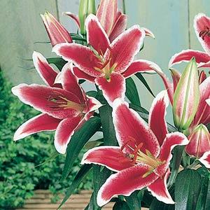 Lily Oriental Maru - Bloom