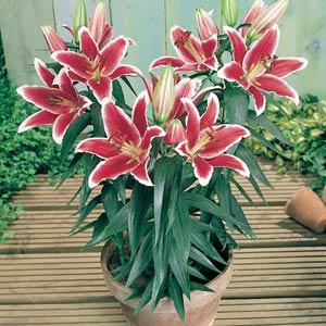 Lily Oriental Maru - Container