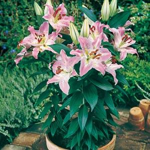 Lily Oriental Rosy Dimple - Container