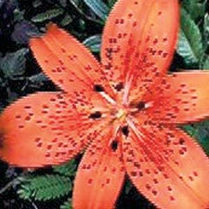 Lily Oriental Tiger Red - Bloom