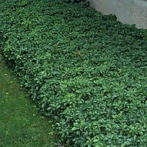 Pachysandra terminalis on sale green carpet