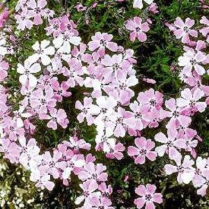 Phlox subulata Bonita Pink - Bloom