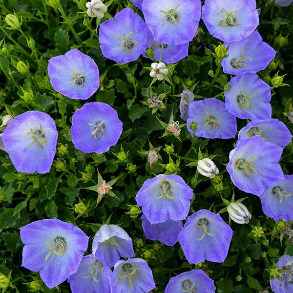 Campanula carpatica Delft Teacups