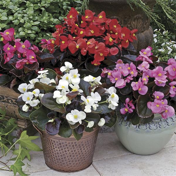 Harmony Plus Mix Begonia - Bloom