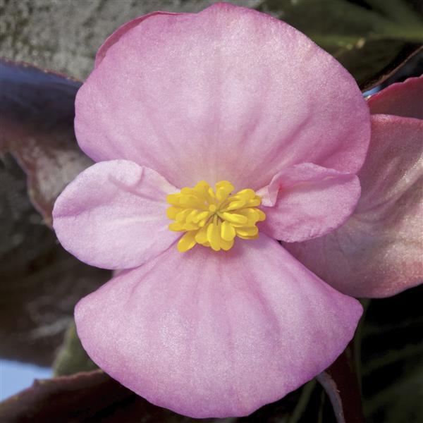 Harmony Plus Pink Begonia - Bloom