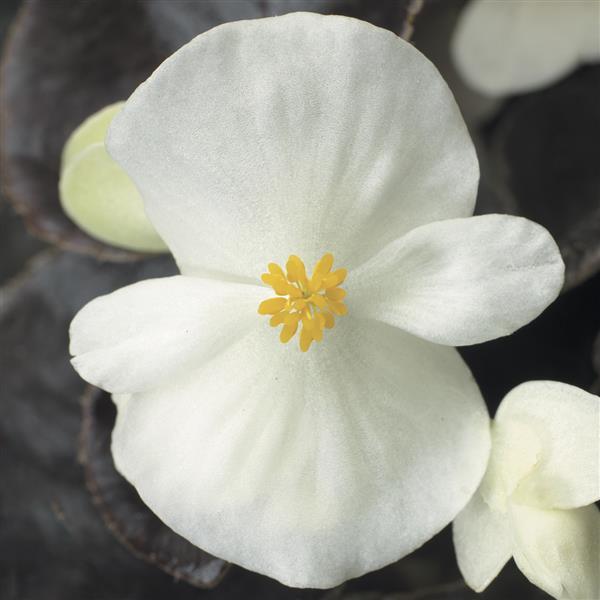 Harmony Plus White Begonia - Bloom