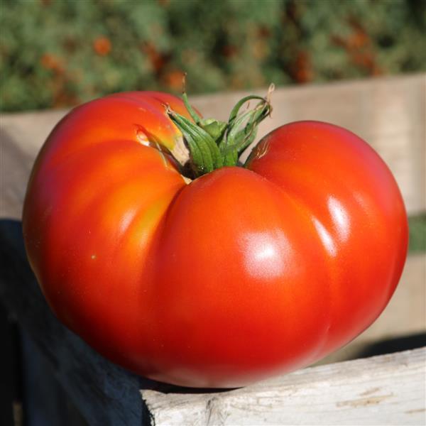 Tomato Better Boy - Buy Tomato - Slicer Edibles Online