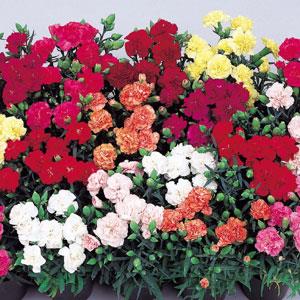 Lillipot Mix Carnation - Bloom