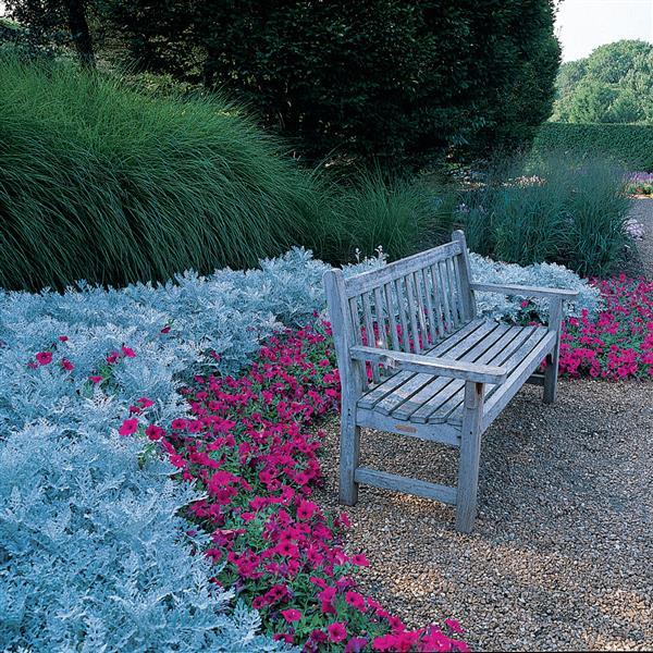 Silverdust Dusty Miller Maritima - Landscape