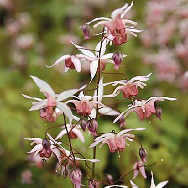 Epimedium Pink Elf - Bloom