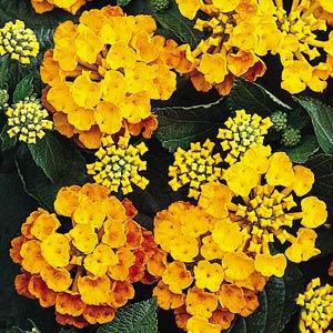 Lantana Irene