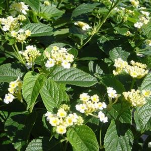 Snow White Lantana - Bloom