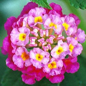 Athens Rose Lantana - Bloom