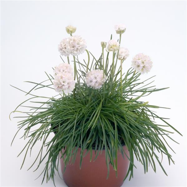 Armeria Morning Star White - Container