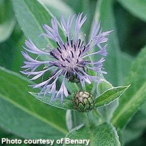 Centaurea montana Blue - Bloom