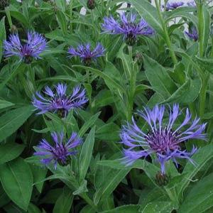 Centaurea montana Blue - Garden