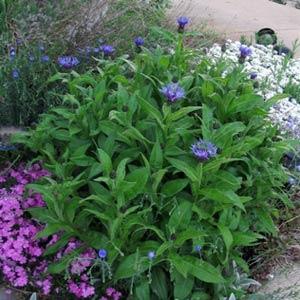 Centaurea montana Blue - Landscape