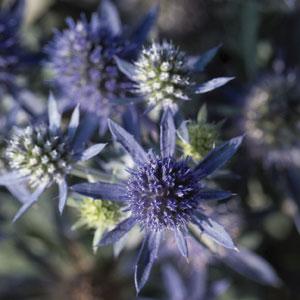 Eryngium Planum Blue Hobbit - Bloom