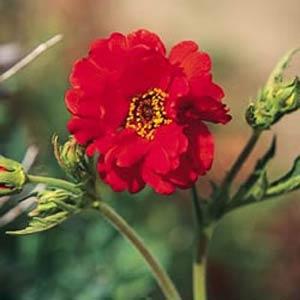 Geum Mrs. Bradshaw - Bloom