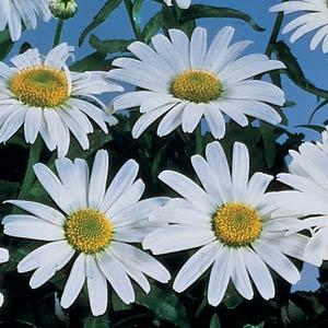 Shasta Daisy, Snow Lady