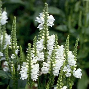 Physostegia virginiana Crystal Peak White - Bloom