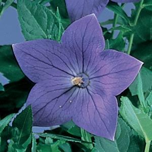 Platycodon grandiflorum Sentimental Blue - Bloom