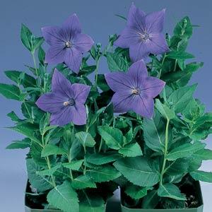 Platycodon grandiflorum Sentimental Blue - Container