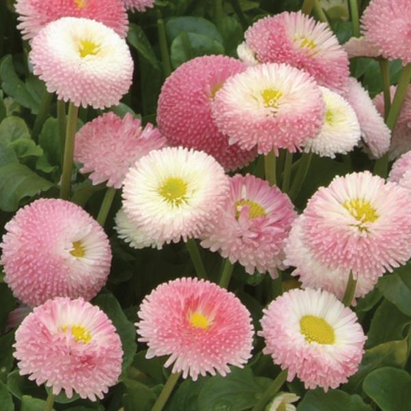 Bellis Bellissima™ Rose Bicolor