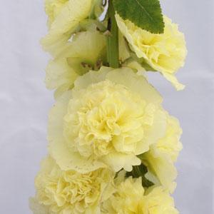 Alcea Chater's Golden Yellow - Bloom