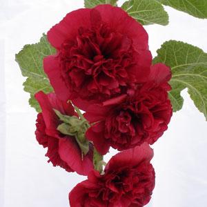 Alcea Chater's Maroon - Bloom