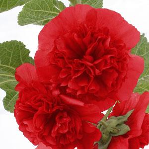 Alcea Chater's Scarlet - Bloom