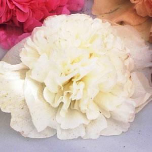 Alcea Chater's White - Bloom